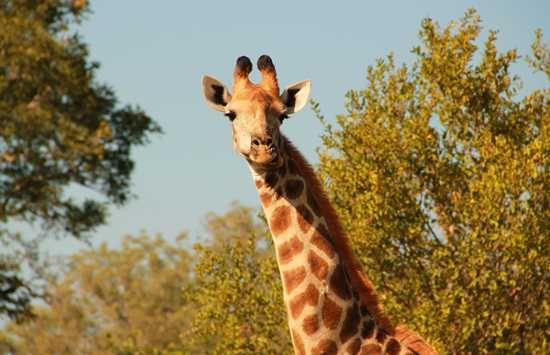 Giraffe munching