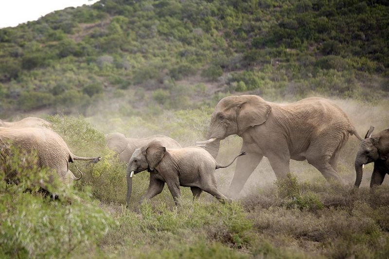 Las vistas de safari como estas son algunos de los momentos más memorables
