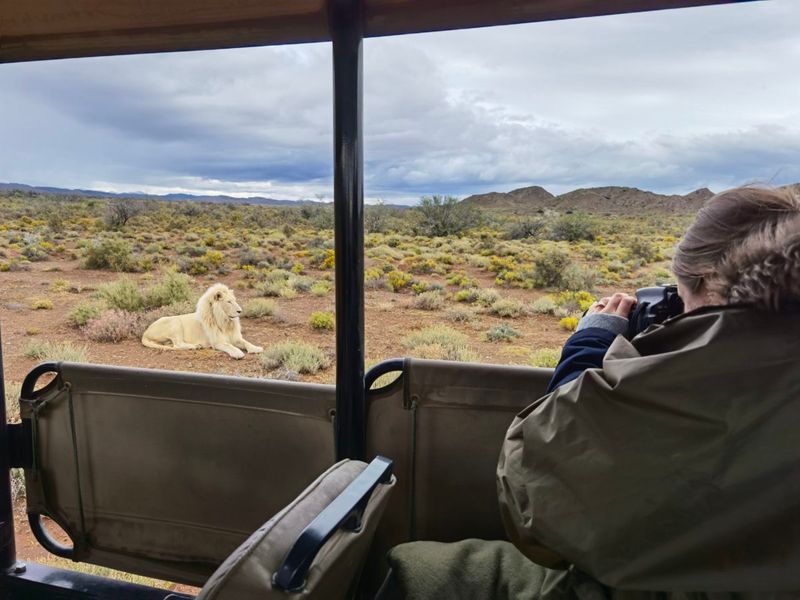 White lion next to safari vehicle at Sanbona WildlifeReserve