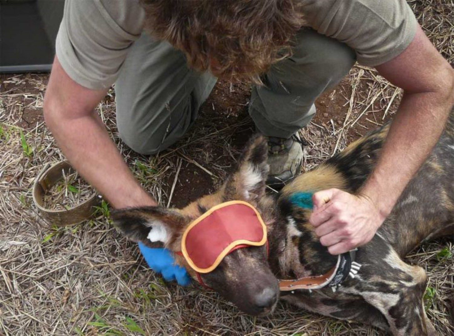 Wildlife ACT: Freiwilligenarbeit im Afrika-Urlaub