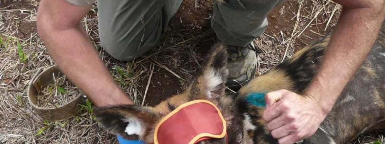 Wildlife ACT: Freiwilligenarbeit im Afrika-Urlaub