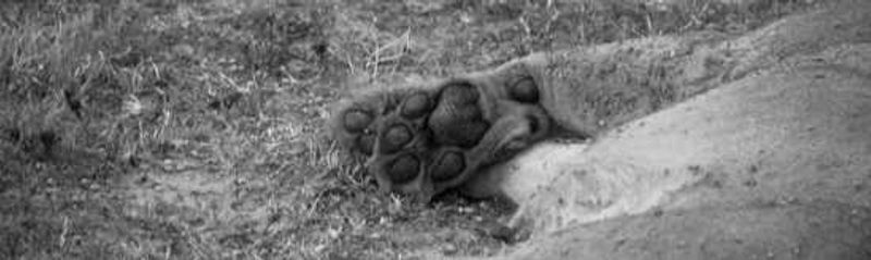 Lion Paw