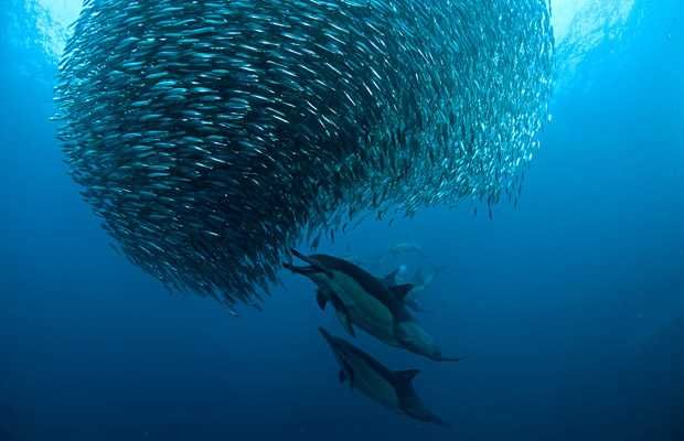 „Sardine Run“ an der Küste Südafrikas