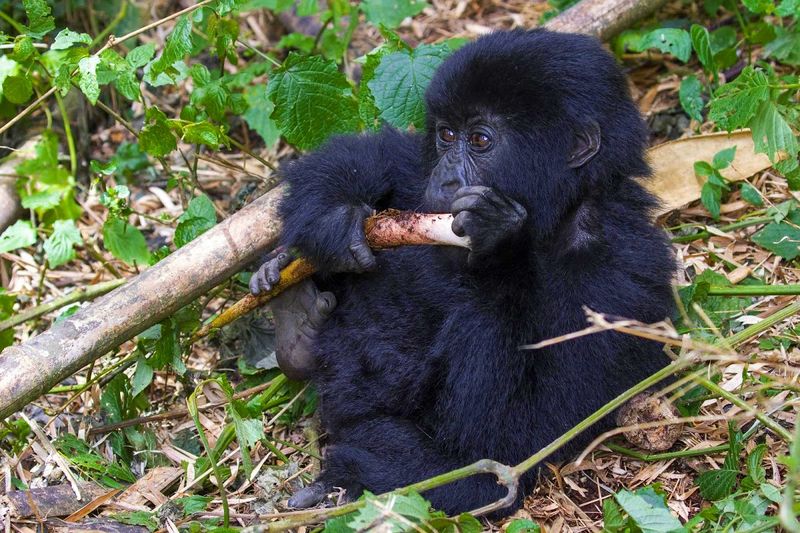 Rwanda
