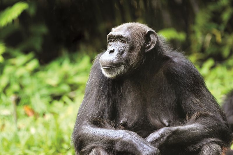 Veja os chimpanzés em seu habitat natural