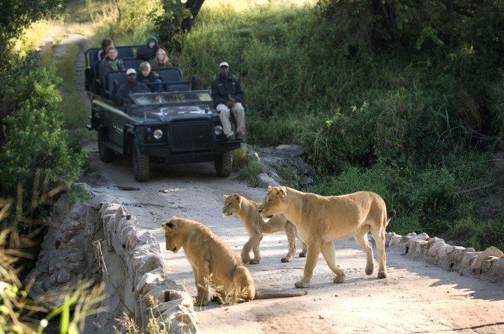 Lion Sands y la importancia de un buen guía de safari