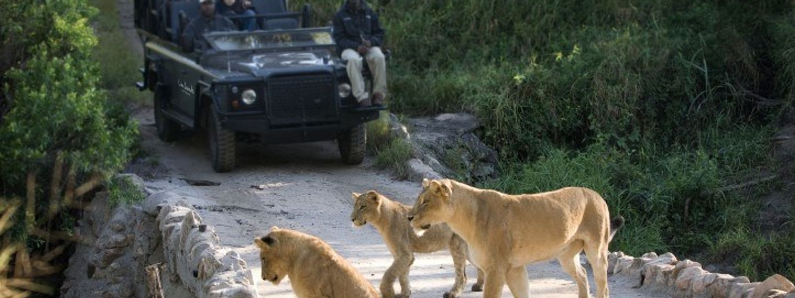 Lion Sands y la importancia de un buen guía de safari