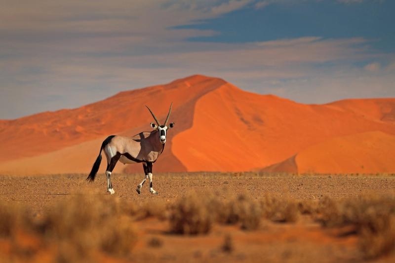 Oryx in Namibia dunes