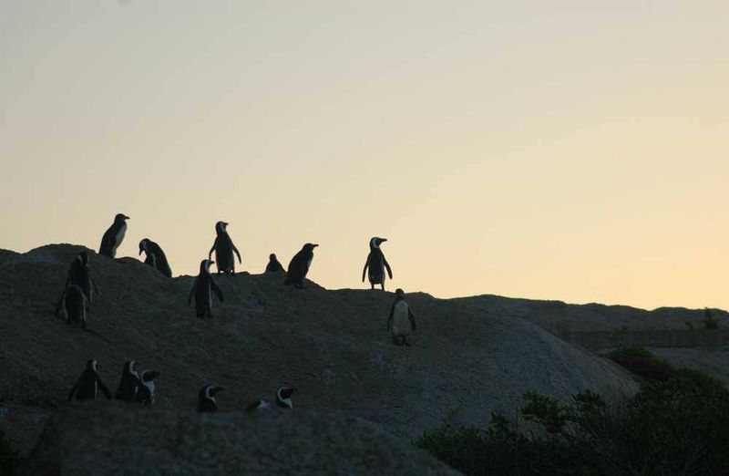 Silhouette at sunset