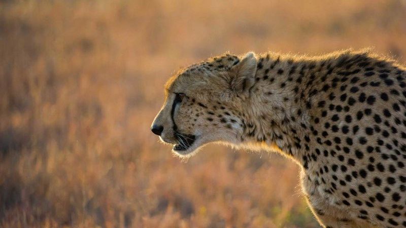 Ein Gepard in der Savanne im Profil