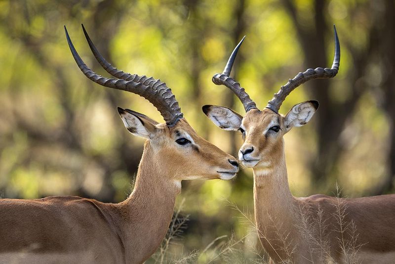 De magnifiques créatures vous attendent aux quatres coins de l’Afrique