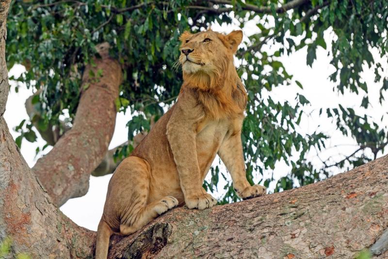 Lion in a tree - best time to travel to Uganda