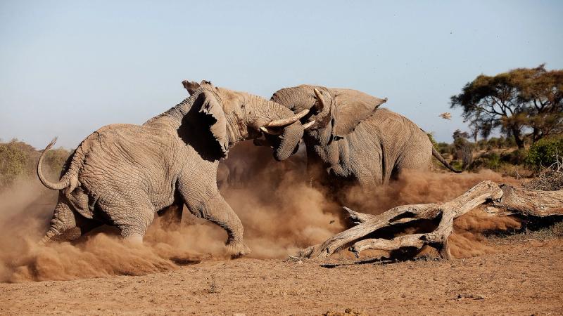 Avistamentos de animais de tirar o fôlego esperam por você