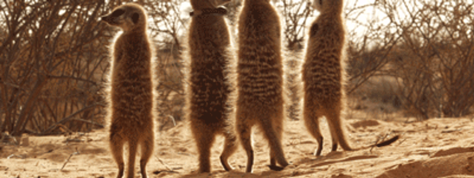 Walk with Meerkats