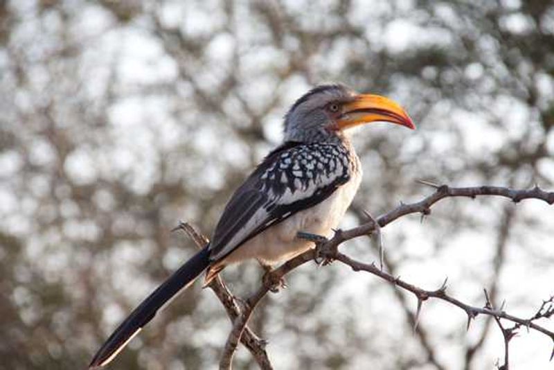 Birdwatching at Lion Sands