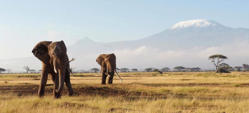 Des éléphants aux pieds du Kilimandjaro en Tanzanie