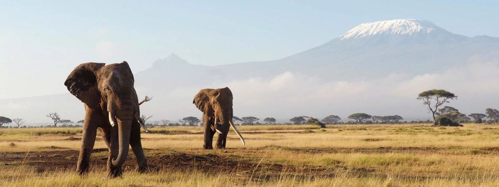 10 de los mejores destinos de safari en África
