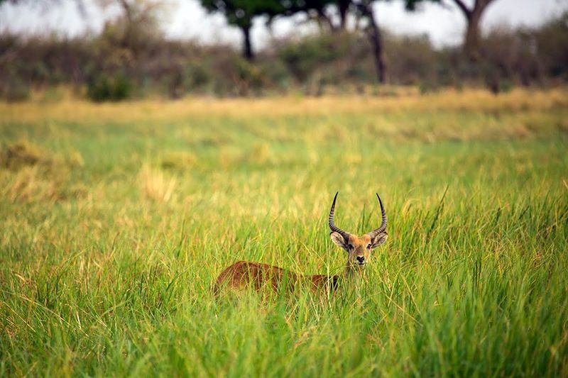 Slow safari in Botswana during the green season