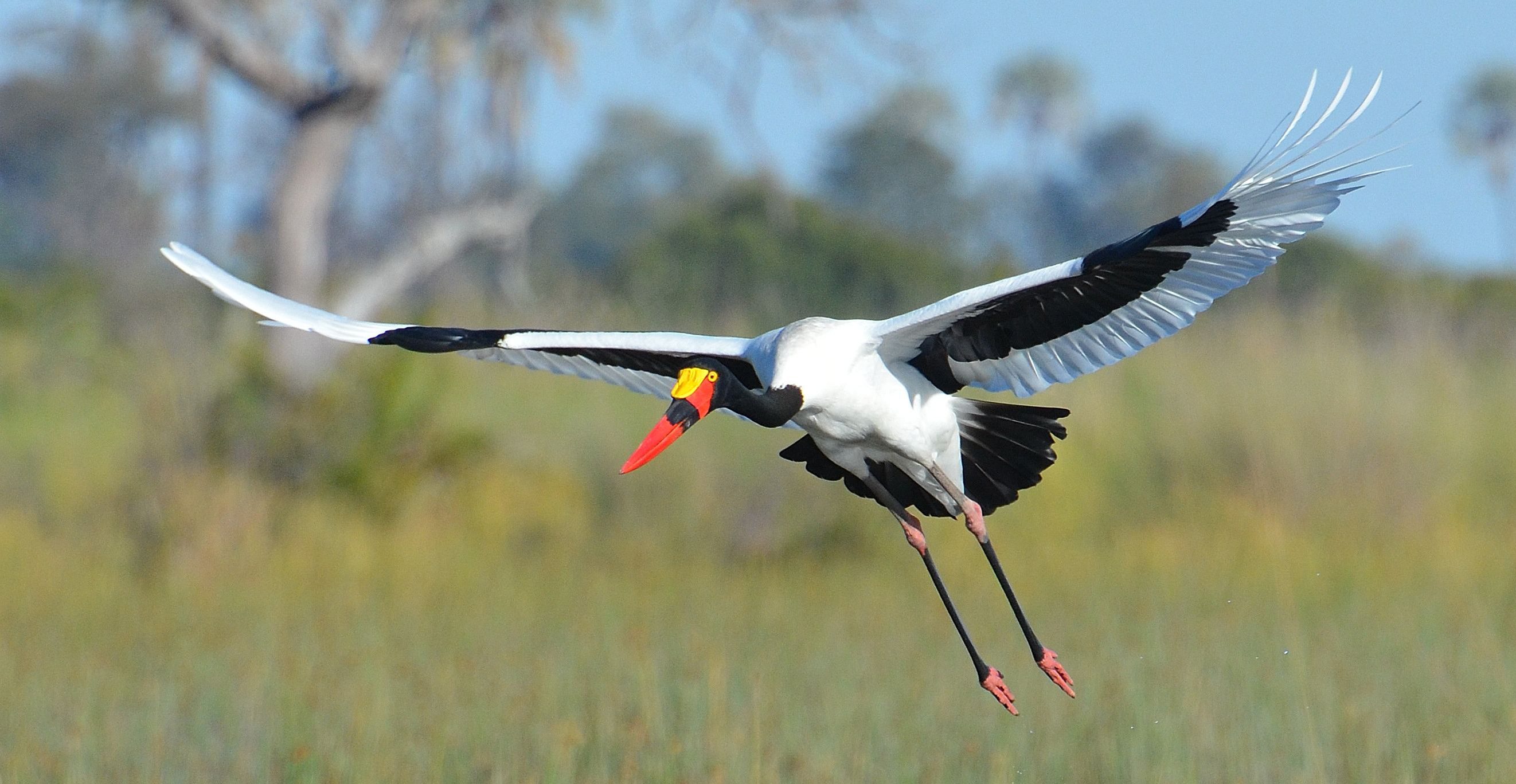 Las aves del Parque Nacional Kruger