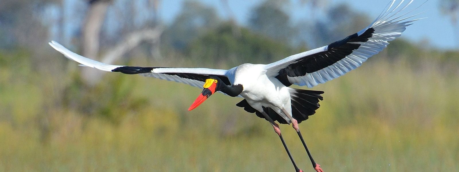 Las aves del Parque Nacional Kruger