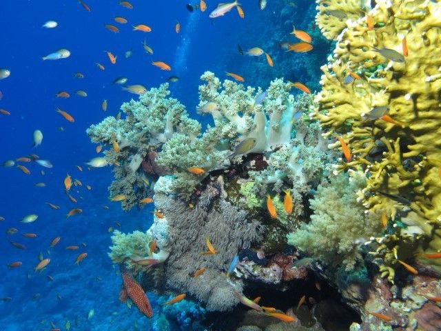 Unterwasserwelt am Red Sea Reef in Afrika