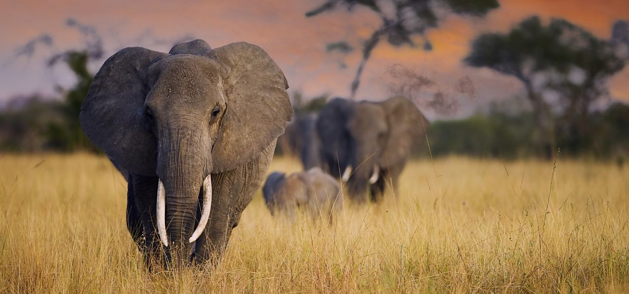 Wohin in Afrika? Reiseziele für jeden Monat