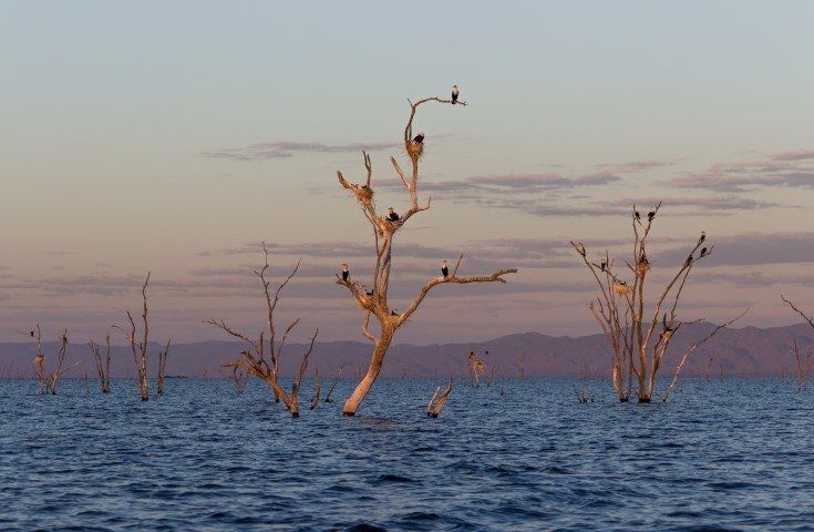 Vögel nisten auf toten Bäumen, die aus dem Lake Kariba ragen