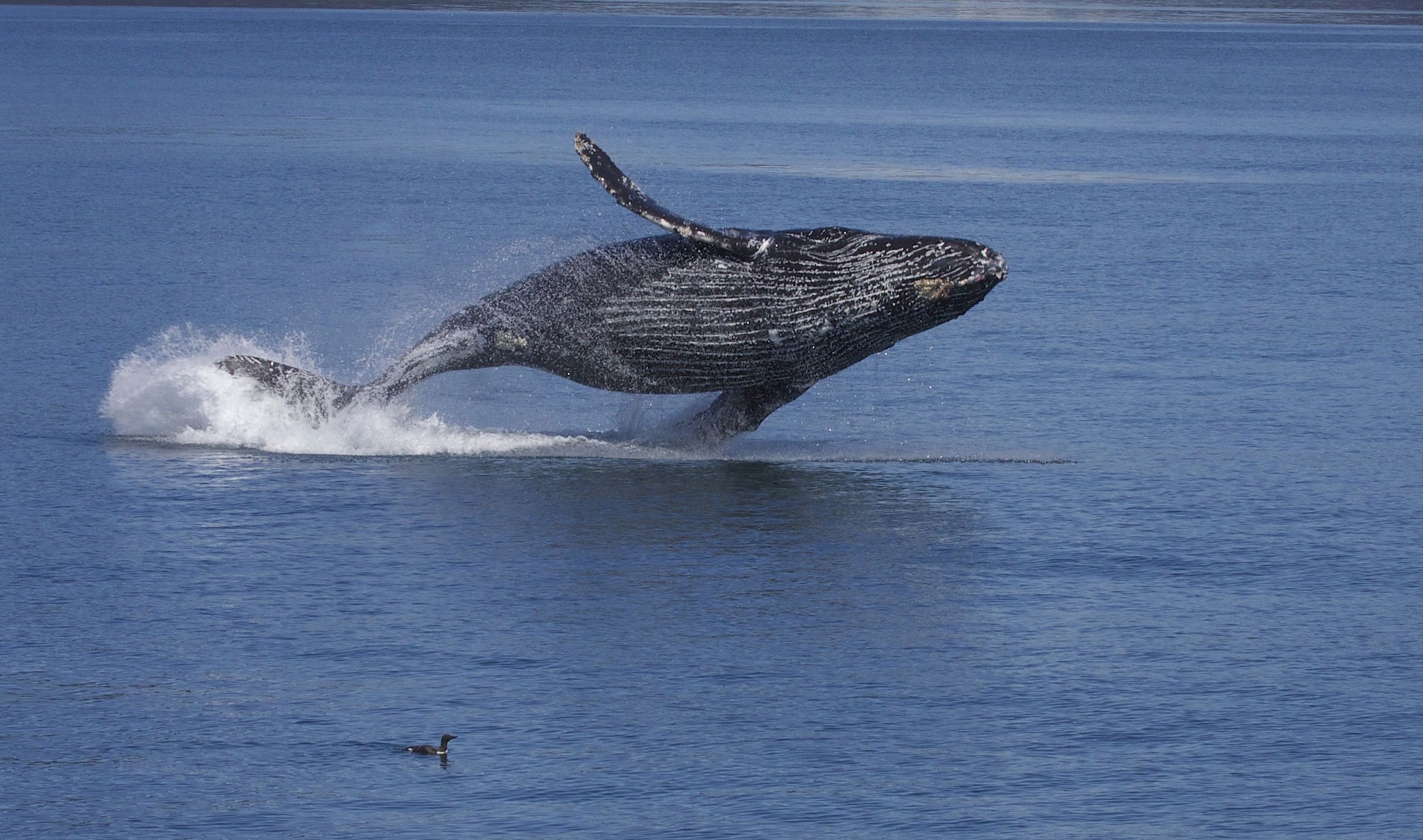 La temporada de ballenas en Sudáfrica | Todo lo que necesitas saber