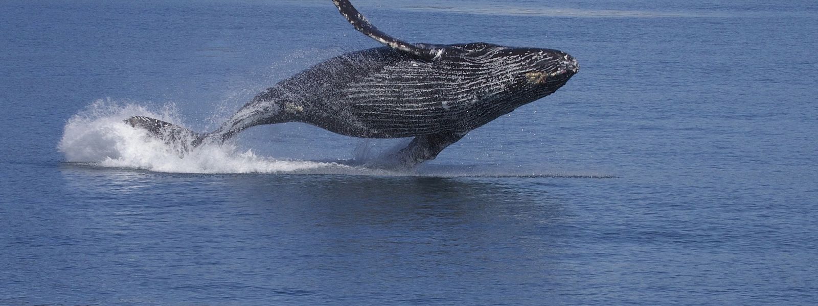 La temporada de ballenas en Sudáfrica | Todo lo que necesitas saber