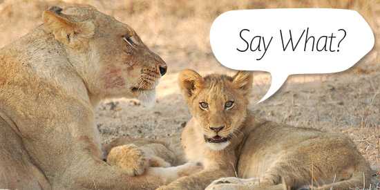 Friday Funnies – Talking animals thanks to the BBC!