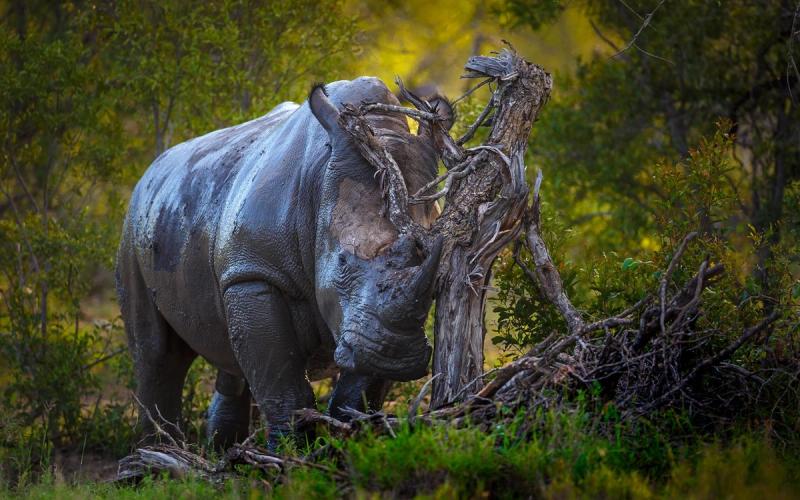 A muddy rhinoceros bull standing among dry branches and green vegetation in natural bushveld habitat.