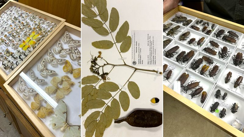 Drawers of preserved butterflies, plants, and beetles sit arranged for study inside the biodiversity lab during a Gorongosa safari.