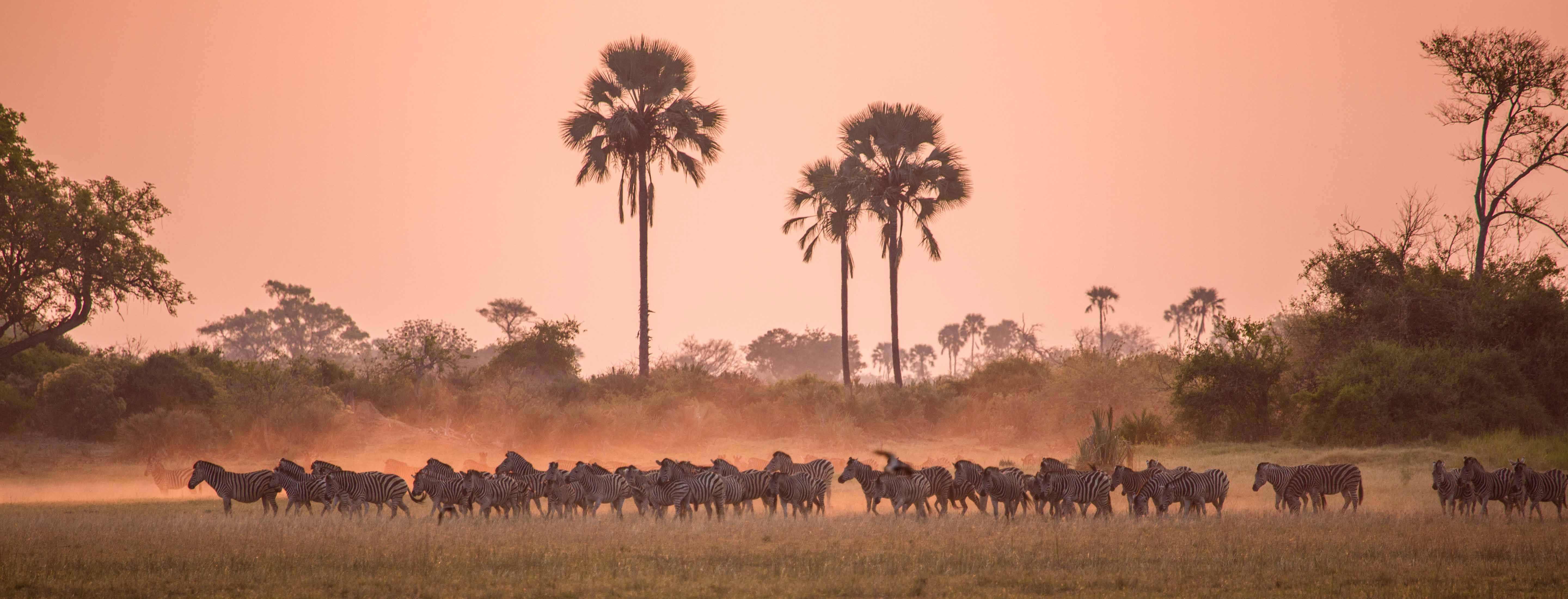 Have You Heard of the Zebra Migration?