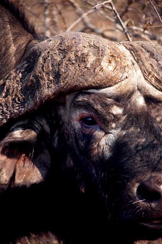 A buffalo at Lion Sands