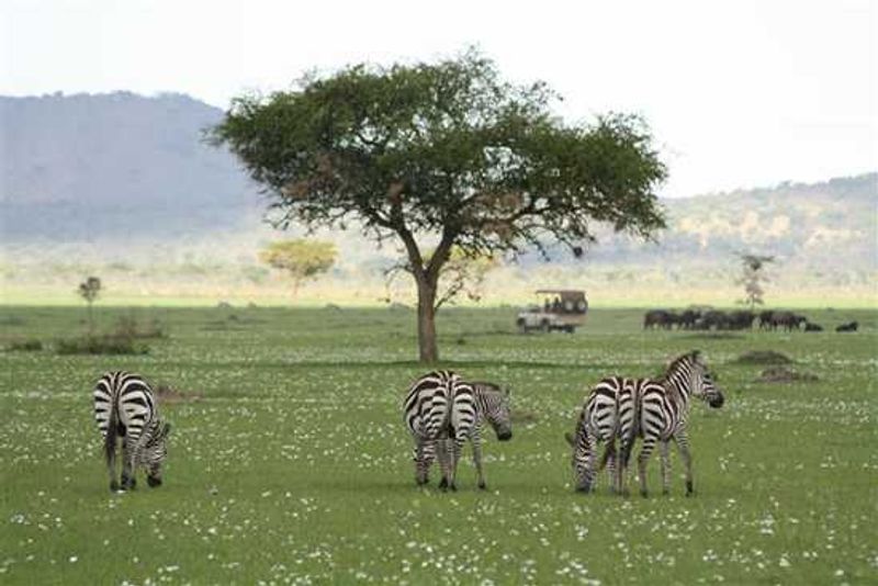 Serengeti wildlife