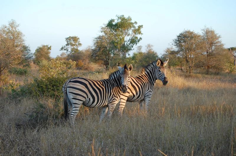 Burchell's Zebra at Kruger National Park