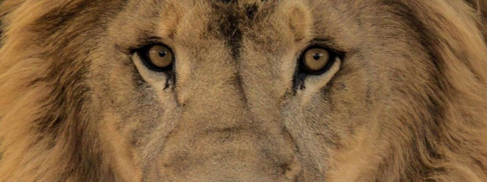 Leões em toda a sua glória | Fotos épicas do Rei da Selva