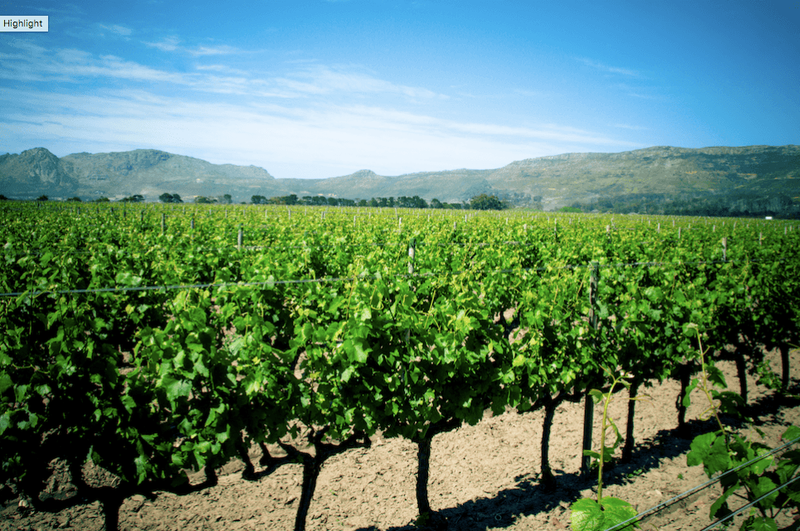 Vineyards at Constantia Uitsig