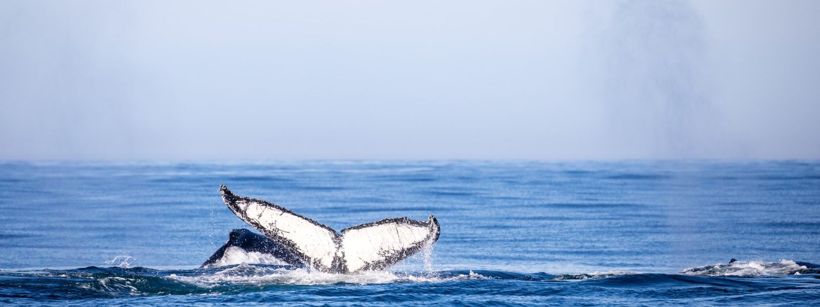 A Whale of a Time with Marine Dynamics