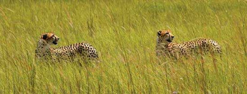 Two cheetah in grass