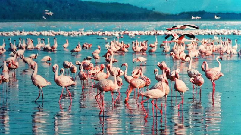 Viele Flamingos stehen im Wasser in Kenia