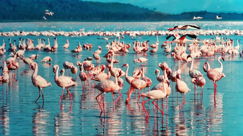 Viele Flamingos stehen im Wasser in Kenia