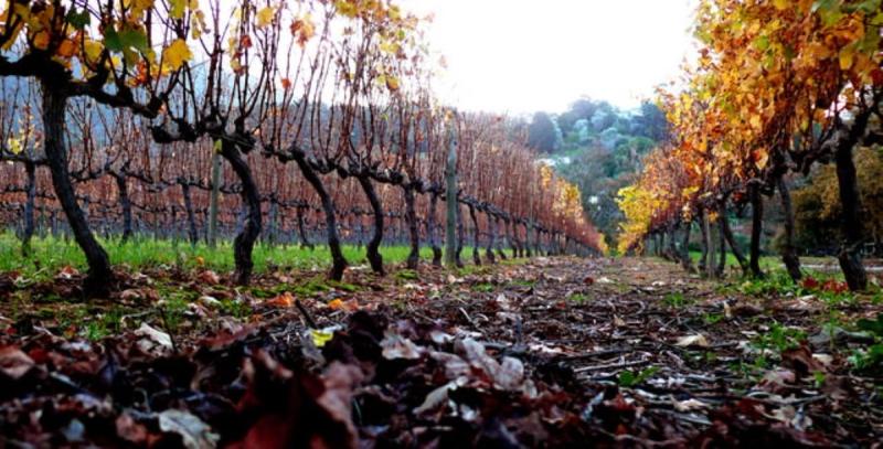 The vineyards during Autumn in Groot Constantia