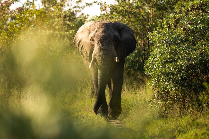 Elephant walking at Silvan Safari in South Africa