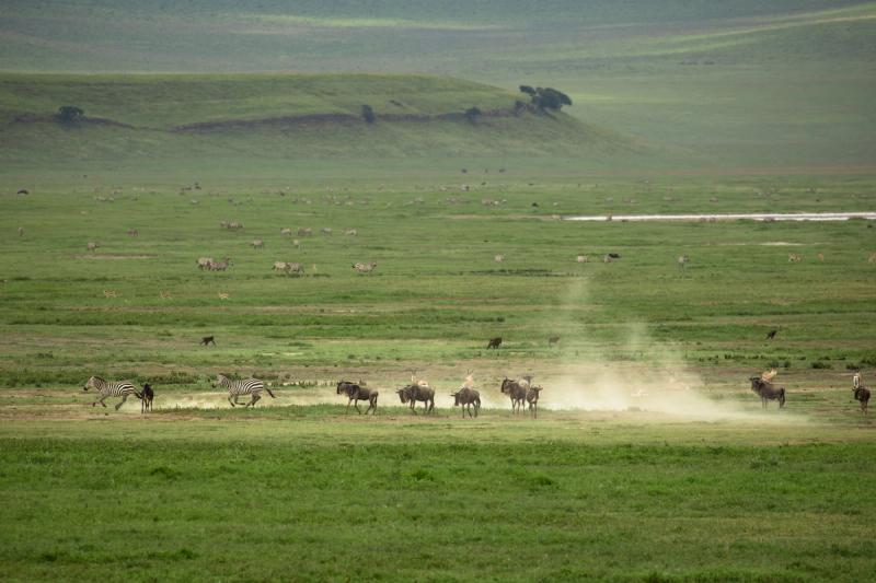 Vida selvagem vagando pela cratera de Ngorongoro na Tanzânia