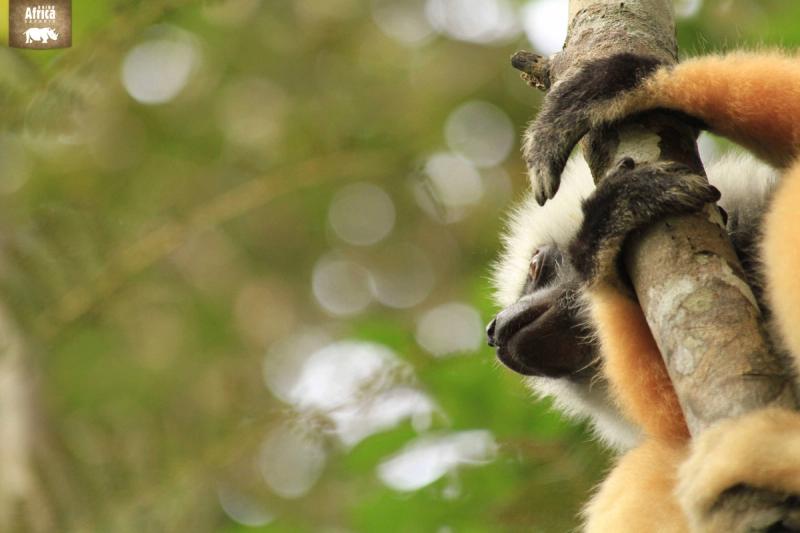 Lemur in Madagascar