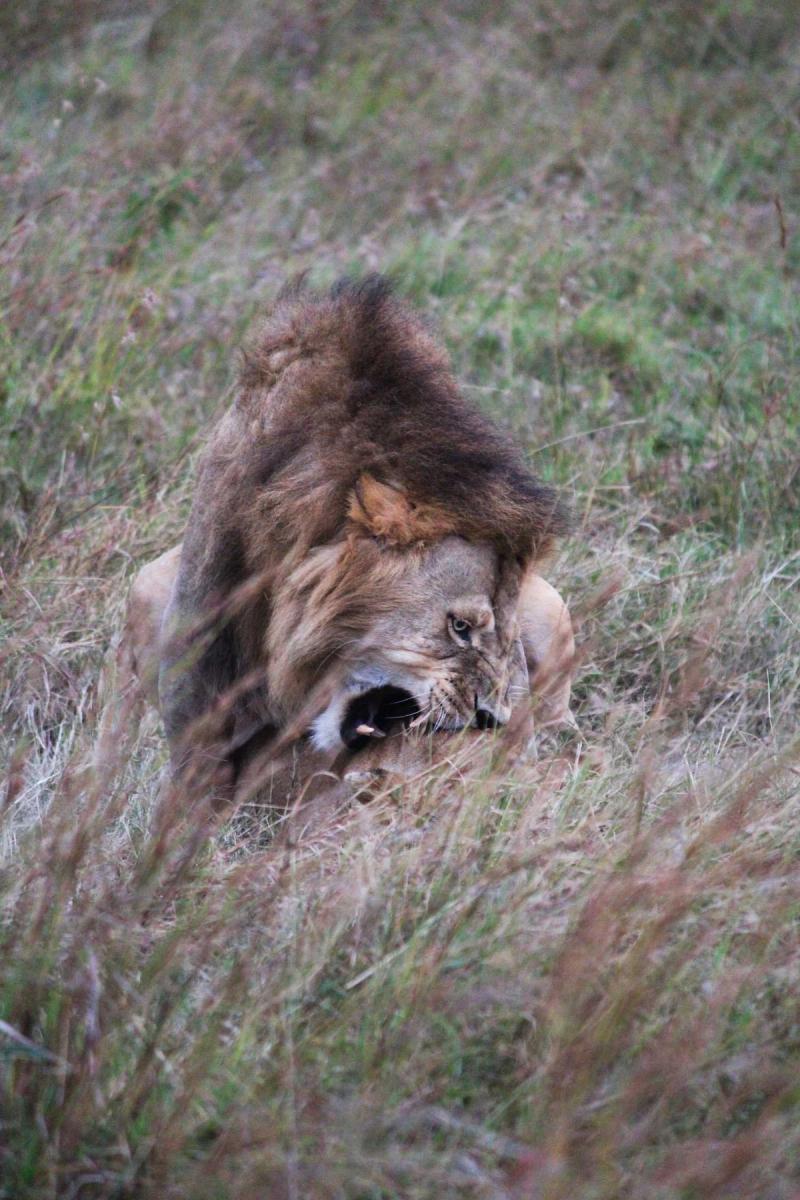 The Masai Mara