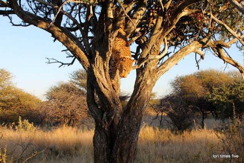 “We drove around, greeting the wakening bush veld. We saw: oryx, sand grouse, banded mongoose, squirrel, red-billed frankolin, swallowtail bee-eaters. And then Jonas said, 'There is a leopard in the tree'. “What?” He whispered it again as we drove through trees and brush, thorns poking, a branch even broke off and I had to pry it off my seat but all the while never taking my eyes off the trees in front. “Where?” We couldn't see until we drove directly in front of an acacia and Jonas pointed up. ‘There'.”