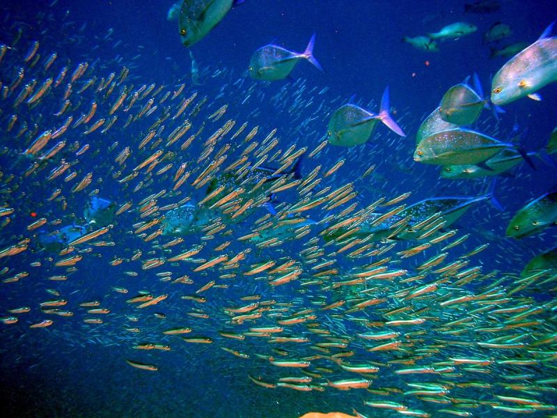 The colourful sea life can be seen at Mauritius 