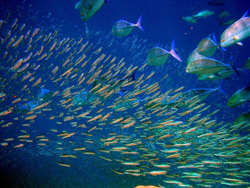 The colourful sea life can be seen at Mauritius